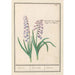 Reprodukcja obrazu Jacinthe Hyacinthus orientalis jacinthe jacinthe jacinthe - Anselmus Botius de Boodt