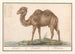 Camelus ferus bactrianus Kemel Camelus Chameau - Anselmus Botius de Boodt — widok dzieła