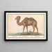 Camelus ferus bactrianus Kemel Camelus Chameau - Anselmus Botius de Boodt — oprawiony obraz na ścianie