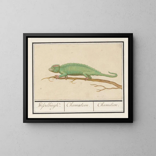 Caméléon - Anselmus Botius de Boodt — oprawiony obraz na ścianie