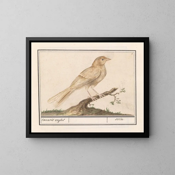Serin des Canaries - Anselmus Botius de Boodt — oprawiony obraz na ścianie