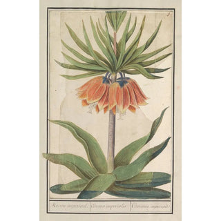 Anselmus Botius de Boodt - Keizerskroon Fritillaria imperialis Kroon imperiael Corona imperialis Couronne imperiale.webp