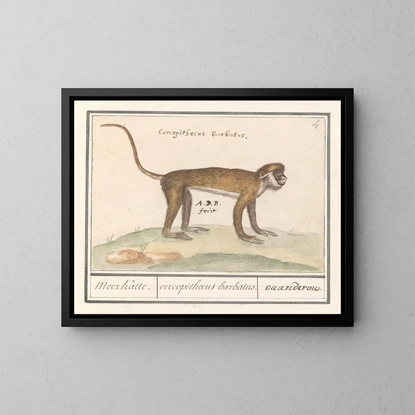 Petit suricate - Anselmus Botius de Boodt — oprawiony obraz na ścianie