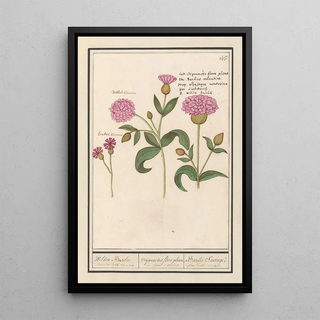 Anselmus Botius de Boodt - Koekoeksbloem Silene dioica Wilden Basilie Ocijmiodes flore pleno Basilie Sauvage.webp