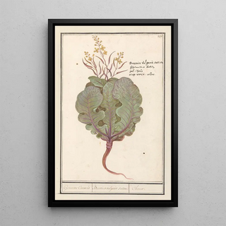 Anselmus Botius de Boodt - Kool Brassica oleracea Gemeene Cauwels Brassica vulgaris saliva Choux.webp