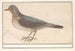 Grive litorne, Turdus pilaris - Anselmus Botius de Boodt — widok dzieła