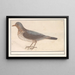 Grive litorne, Turdus pilaris - Anselmus Botius de Boodt — oprawiony obraz na ścianie