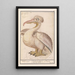Reprodukcja obrazu Pelikan kręcony Pelecanus crispus - Anselmus Botius de Boodt