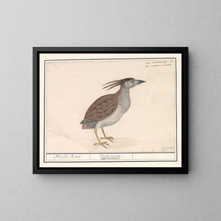 Anselmus Botius de Boodt - Kwak Nycticorax nycticorax.webp