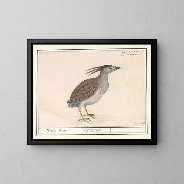 Szary heron - Anselmus Botius de Boodt — oprawiony obraz na ścianie
