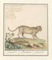 Lampart Panthera pardus Lampart Panthera Leworęki - Anselmus Botius de Boodt — widok dzieła
