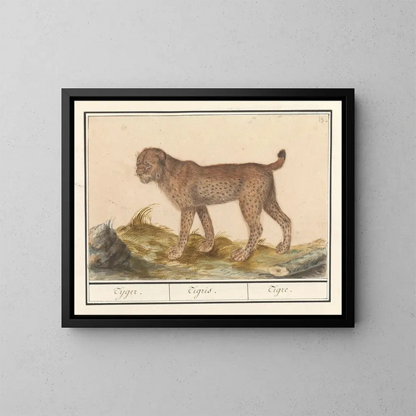 Lynx, tygrys - Anselmus Botius de Boodt — oprawiony obraz na ścianie