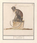 Suricate Cercopithecini Cerco pithecus prasianus - Anselmus Botius de Boodt — widok dzieła