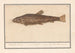 Siluridae Meerval Schelde Lew rzeki mustela fosfilis seu fluviatalis - Anselmus Botius de Boodt — widok dzieła