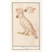 Cacatoès des Moluques Cacatua moluccensis - Anselmus Botius de Boodt — widok dzieła