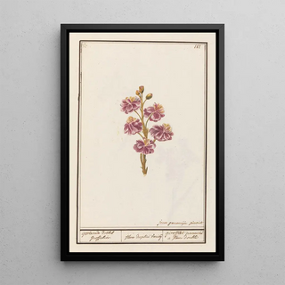 Anselmus Botius de Boodt - Muurbloem Erysimum cheiri gevlamde dobbel groffelier.webp