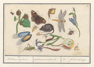 Anselmus Botius de Boodt - Natuurhistorische ensemble nr 15 15 Blad van mengelmoes miscelaniorum tabula 15 15 feuille de melange.webp