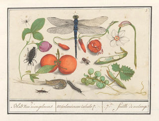 Anselmus Botius de Boodt - Natuurhistorische ensemble nr 7 7 Blad van mengelmoes Miscelaniorum tabula 7 7 feuille de melange.webp