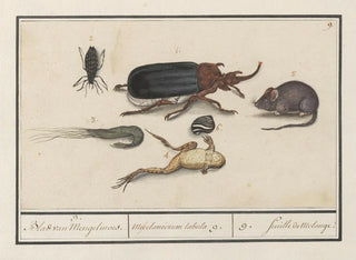 Anselmus Botius de Boodt - Natuurhistorische ensemble nr 9 9 Blad van Mengelmoes Miscelaniorum tabula 9 9 feuille de melange.webp