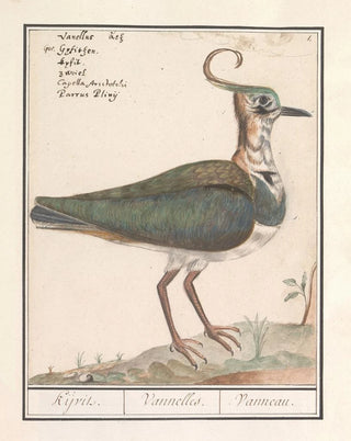 Anselmus Botius de Boodt - Oningevuld schema.webp