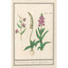 Reprodukcja obrazu Orchidea Orchidaceae Standel Kruijd Orchys variae Du Satijrion - Anselmus Botius de Boodt