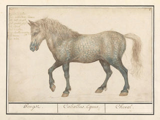 Anselmus Botius de Boodt - Paard Equus ferus caballus Hengst Caballus Equus Cheval.webp