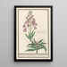 Lys de Perse Fritillaria persica Purper persiaensche Lelie Lilium persicum purpureum Lys de Perse Violet - Anselmus Botius de Boodt — oprawiony obraz na ścianie