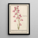 Lys Perse Fritillaria persica Roode persiaensche lelie lilium persicum rubrum Lys Perse czerwona - Anselmus Botius de Boodt — oprawiony obraz na ścianie