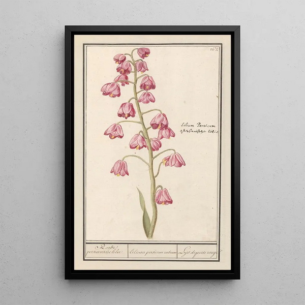 Anselmus Botius de Boodt - Perzische lelie Fritillaria persica Roode persiaensche lelie lilium persicum rubrum Lys de perse rouge.webp