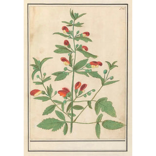 Anselmus Botius de Boodt - Plant met roodgele bloemen onbekende soort.webp
