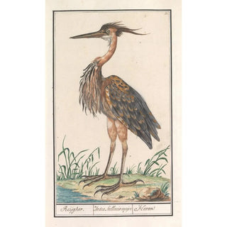 Anselmus Botius de Boodt - Purperreiger Ardea purpurea.webp