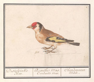 Putter z ziębą Carduelis carduelis - Anselmus Botius de Boodt — widok dzieła