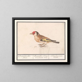 Putter z ziębą Carduelis carduelis - Anselmus Botius de Boodt — oprawiony obraz na ścianie