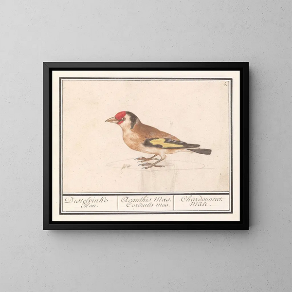 Putter z ziębą Carduelis carduelis - Anselmus Botius de Boodt — oprawiony obraz na ścianie
