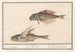 Grondin Rouge Chelidonichthys lucerna i Ryba Latająca Exocoetidae 1 2 Jaskółka 1 Milvus 2 Hirundo - Anselmus Botius de Boodt — widok dzieła