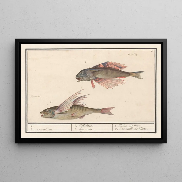Anselmus Botius de Boodt - Rode poon Chelidonichthys lucerna en vliegende vis Exocoetidae 1 2 Swaluwe 1 Milvus 2 hyrundo.webp