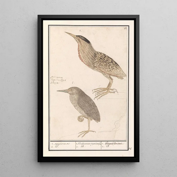 Anselmus Botius de Boodt - Roerdomp Botaurus stellaris 1 naghtrave 2 id 1 Nicticorax caprimulg 2 id Engoulevent 2 id.webp