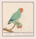 Roodmaskeragapornis Agapornis pullarius Oostindische Mussche Psittacus Minimus - Anselmus Botius de Boodt — widok dzieła