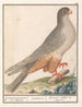 Faucon à pieds rouges Falco vespertinus faucons gris de Caijenne Sperverius Épervier cendré de Caijenne - Anselmus Botius de Boodt — widok dzieła