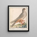 Faucon à pieds rouges Falco vespertinus faucons gris de Caijenne Sperverius Épervier cendré de Caijenne - Anselmus Botius de Boodt — oprawiony obraz na ścianie