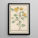 Reprodukcja obrazu Róża Rosa enkel geluwe roose Rosa lutea simplex rose jeaune fleur simple - Anselmus Botius de Boodt