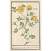 Reprodukcja obrazu Róża Rosa enkel geluwe roose Rosa lutea simplex rose jeaune fleur simple - Anselmus Botius de Boodt