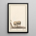 Reprodukcja obrazu Mouton Ovis aries schaep Ram ovus aries brebis bellier - Anselmus Botius de Boodt
