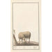 Reprodukcja obrazu Mouton Ovis aries schaep Ram ovus aries brebis bellier - Anselmus Botius de Boodt