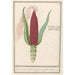 ozdobny z kukurydzy Zea mays Rood turks Cooren frumentum indicum rubrum Bled de turquie rouge - Anselmus Botius de Boodt — widok dzieła