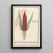 ozdobny z kukurydzy Zea mays Rood turks Cooren frumentum indicum rubrum Bled de turquie rouge - Anselmus Botius de Boodt — oprawiony obraz na ścianie