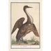Anhinga Anhinga - Anselmus Botius de Boodt — widok dzieła