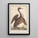 Anhinga Anhinga - Anselmus Botius de Boodt — oprawiony obraz na ścianie