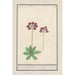 Primula Primula BakKruyd van oostenrijk Primula Veris austriaca Prime verd Dautriche - Anselmus Botius de Boodt — widok dzieła