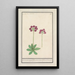 Primula Primula BakKruyd van oostenrijk Primula Veris austriaca Prime verd Dautriche - Anselmus Botius de Boodt — oprawiony obraz na ścianie